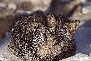 《寂静岭f》全球销量突破100万份 官方账号发文庆祝