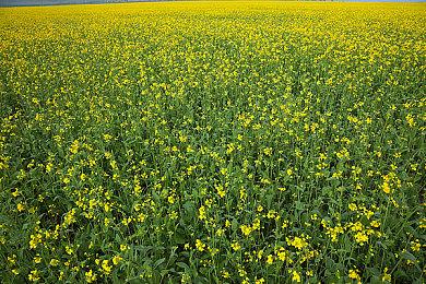 《死亡空间：重制版》暂未打算支持Mod或加入新难度模式